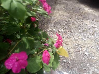 Monteverde Romantic Cottage