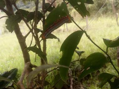 Monteverde Romantic Cottage