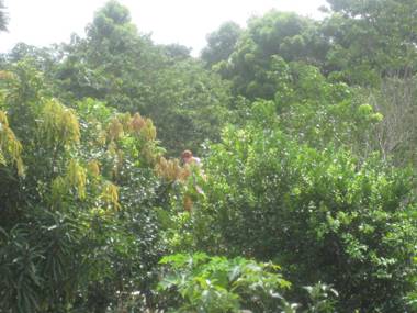 Studio Pilon De Pavones