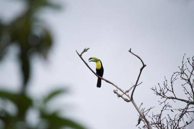 Natural Wonders House