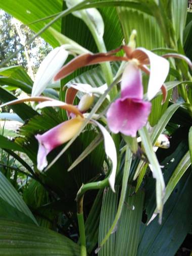 Cabañas La Montaña Chalet