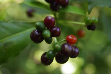 Nafre House B&B Monteverde