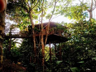 TREEHOUSE PILON PAVONES