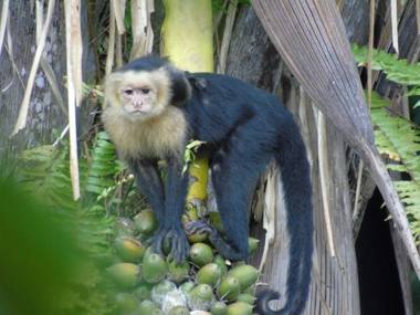 TREEHOUSE PILON PAVONES