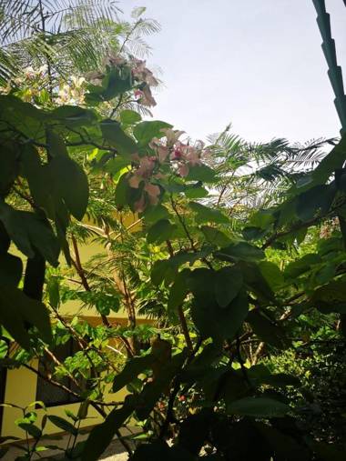 Hotel Cabinas el Tecal