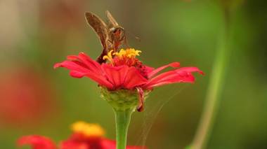 Cabinas Bahía Uvita - Marino Ballena National Park Lodge