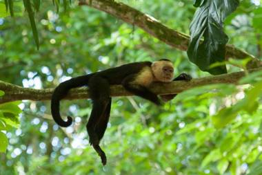 Cabinas Costa Tropicana