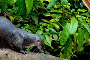 Tortuga Lodge & Gardens