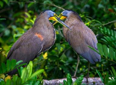 Tortuga Lodge & Gardens