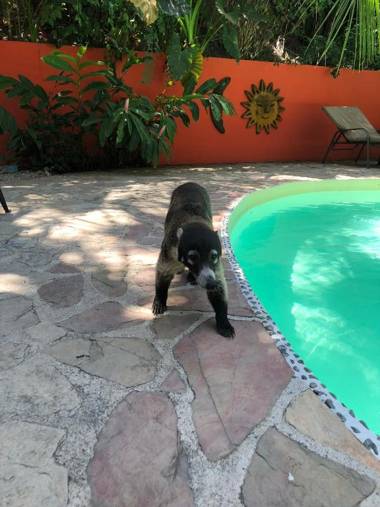 Hotel El Pequeño Gecko Verde