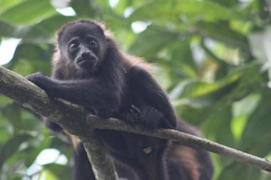 Hotel El Pequeño Gecko Verde