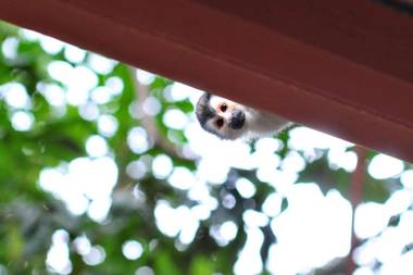 Eco-Condo Serviced Apartments in Quepos w Pool Wildlife Visits