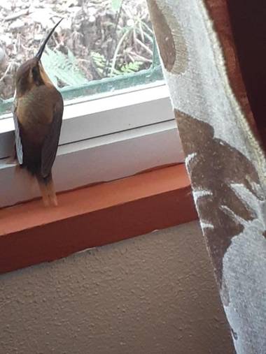 Alma del bosque Vacation Home and apartments