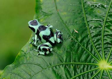 Cariblue Beach and Jungle Resort