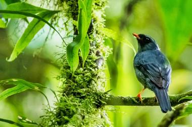 Jaguarundi Lodge - Monteverde