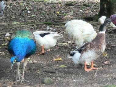 Hotel Roca Negra Del Arenal