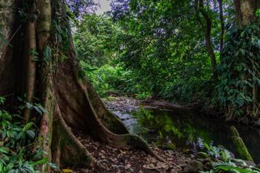 Noah's Forest Hotel by Tifakara