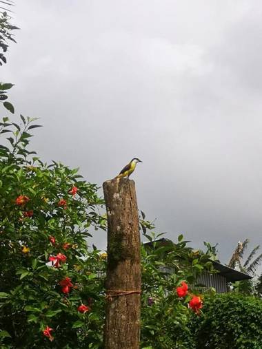 Arenal Rústic Lodge