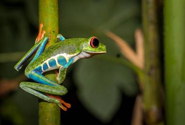 Chachagua Rainforest Hotel & Hot Springs