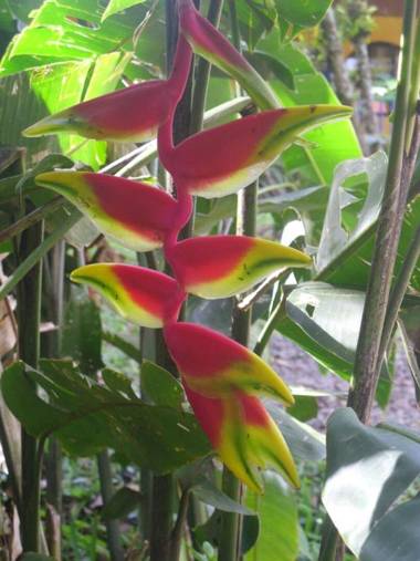 Rio Celeste Backpackers