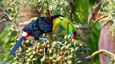 One Bedroom Villa on 20 Acres of Nature! "Bird Paradise"