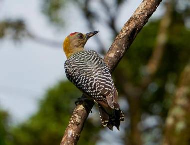 One Bedroom Villa on 20 Acres of Nature! "Bird Paradise"