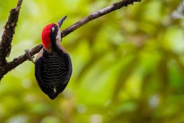 Garza del Sol Glamping Río Celeste Buganvilia