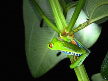 Posada Río Celeste La Amistad