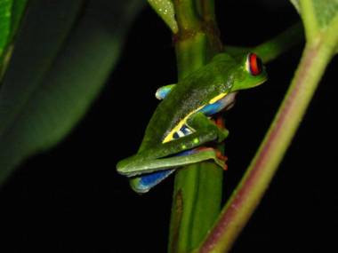Posada Río Celeste La Amistad