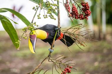 Shana by the Beach Manuel Antonio