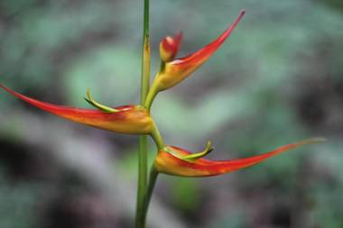 Teva Hotel & Jungle Reserve