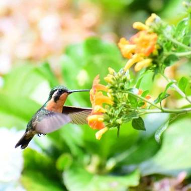 Reserva Natural Cerro Alto