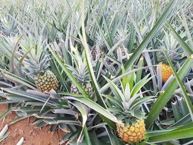 La Piña Rio Celeste