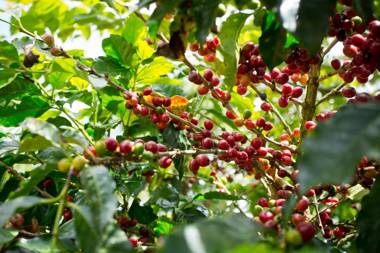 AQUIARES COFFEE FARM CASA HACIENDA LA ESPERANZA