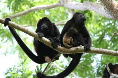 Villa # 1 - Zen Luxury VillaSq M Garden