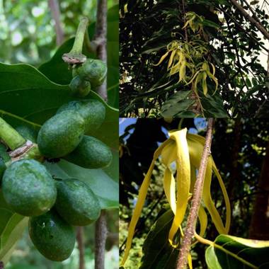 Puri Mas OSA Eco-Retreat