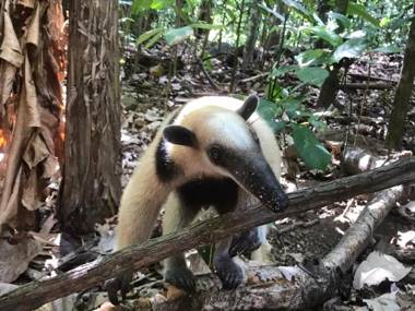 Surá House Corcovado Habitación Big