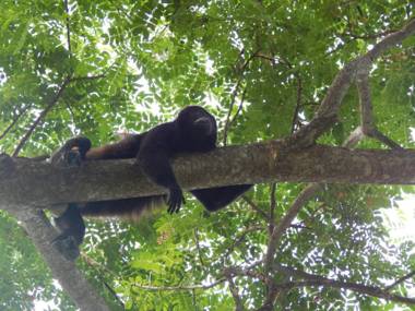 Pura Vida Mini Hostel Santa Teresa
