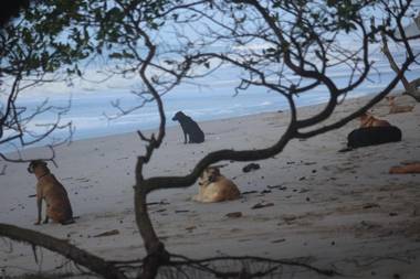 Hostel Cabinas Playa