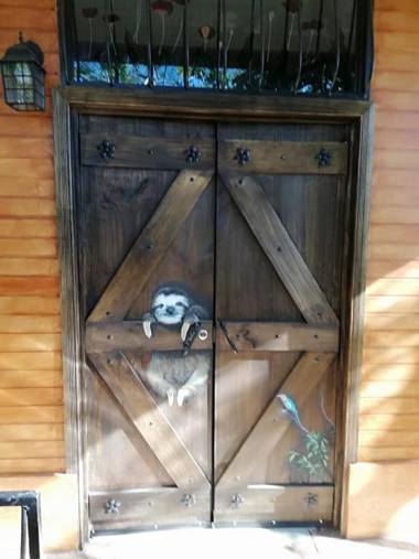 Salamandra Costa Rica