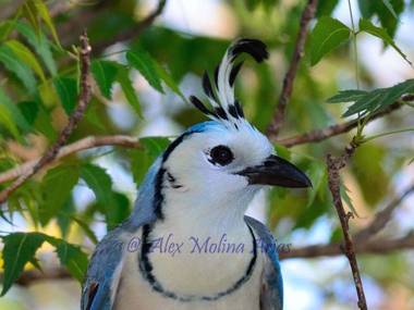 Hotel Cabinas La Playa