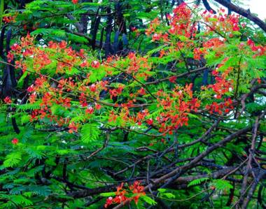 Latica Alternative Resort