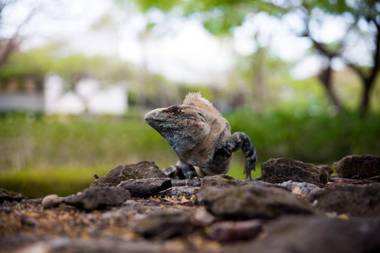 Ocean View Luxury Condo at Reserva Conchal A7