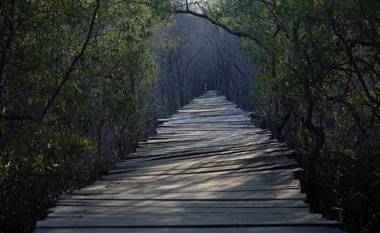 Little Hawaii Avellanas