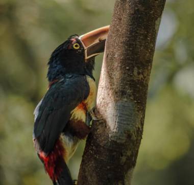 Hospedaje Santuario de Ranas Valle Azul