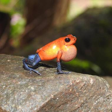 Hospedaje Santuario de Ranas Valle Azul