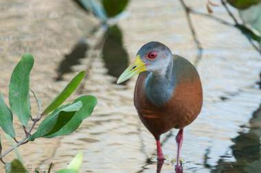 Tambor Tropical Beach Resort- Adults Only