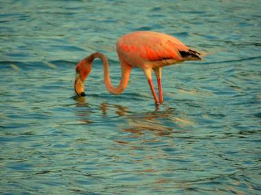 Piscadera Bay Resort 91