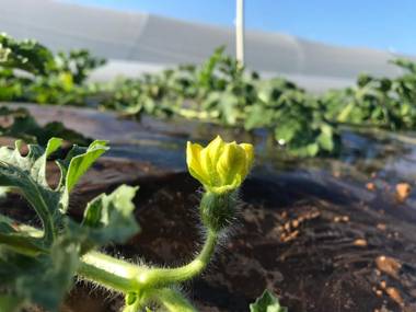 Maricosta Apartments