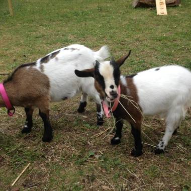 Horský Hotel Dobrá Chata
